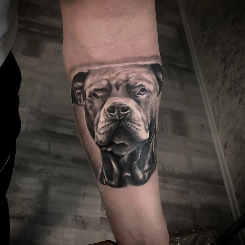 Pitbull / staffie dog portrait