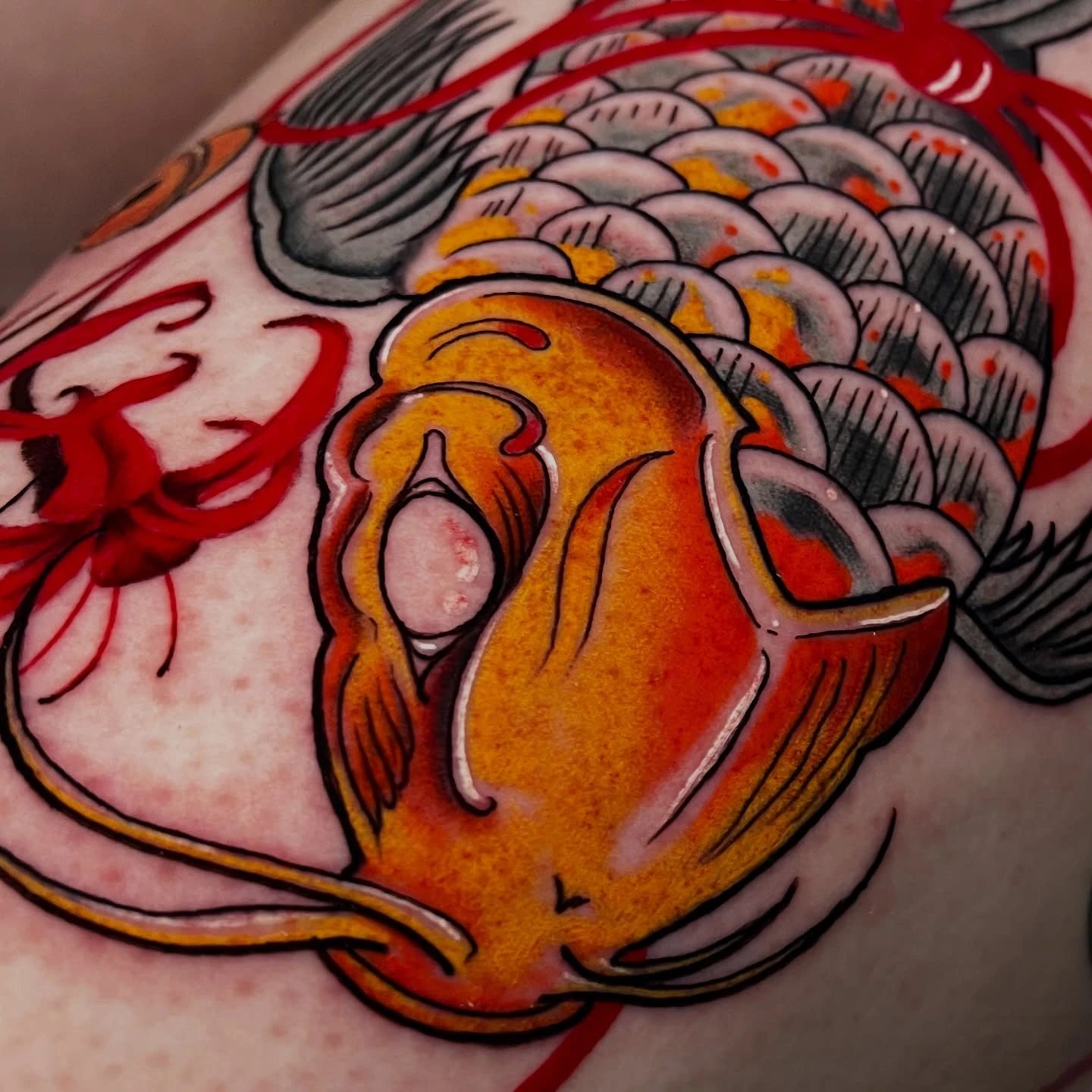 Japanese koi close-up — orange koi with red spider lily