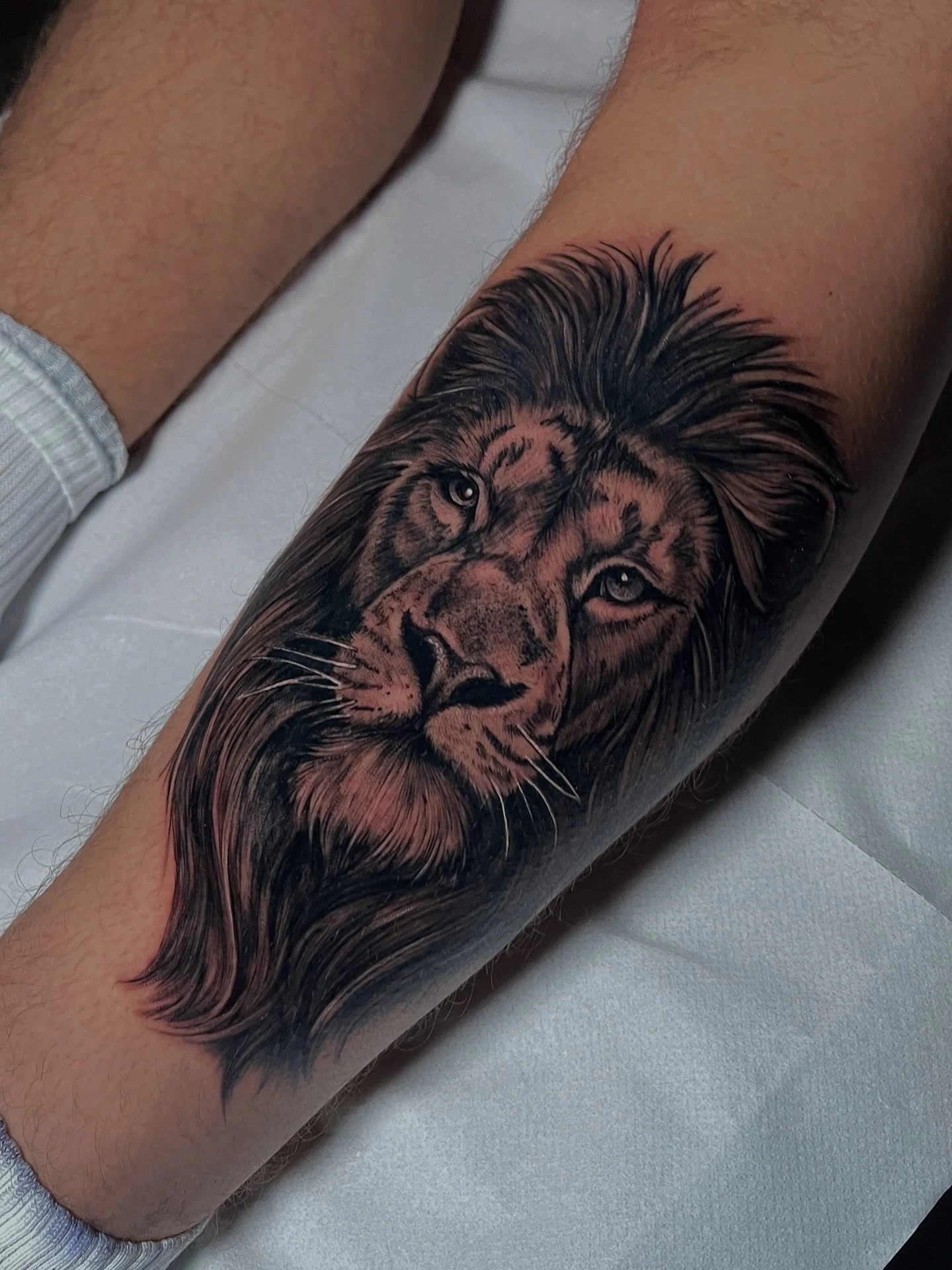 Realistic lion portrait