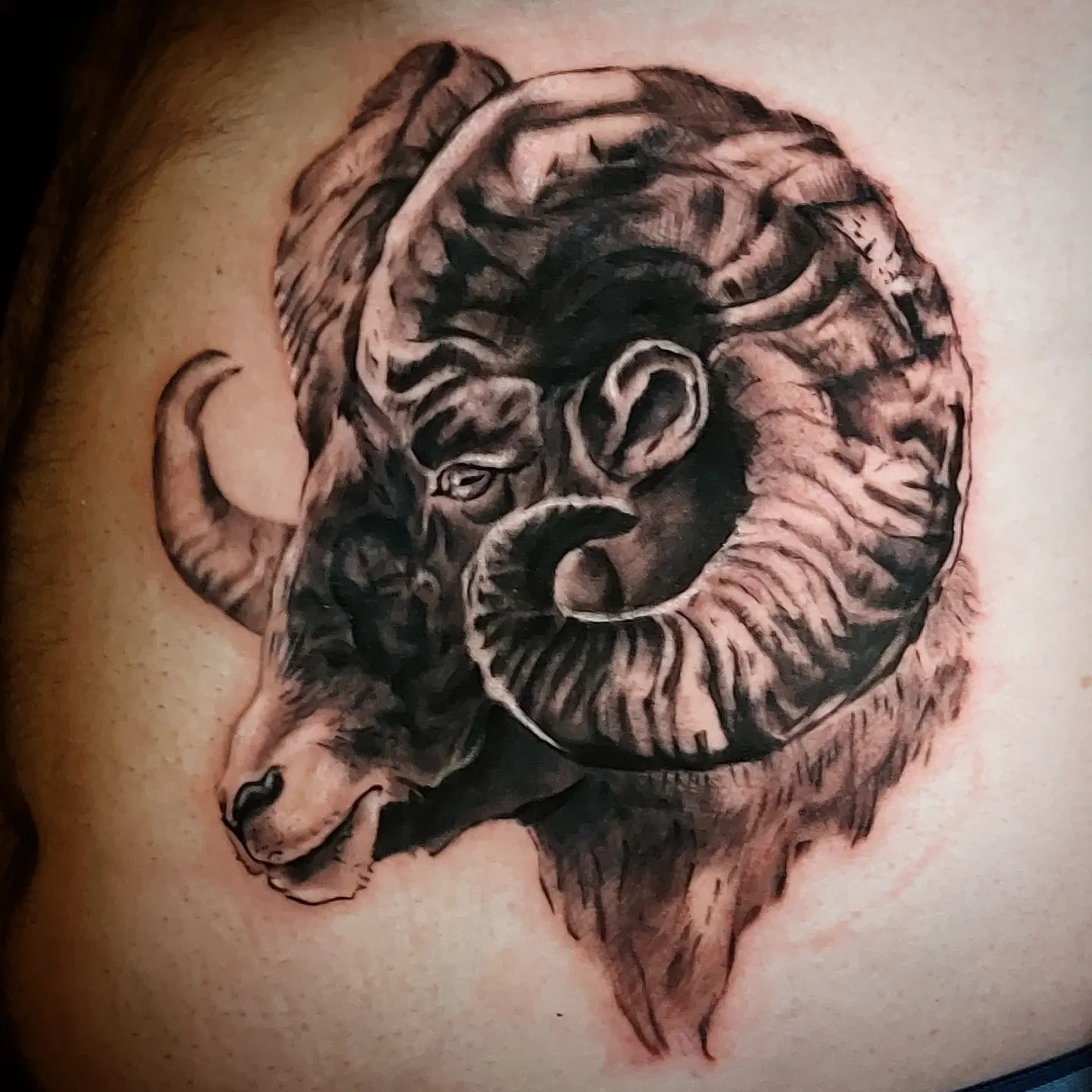 Realism ram/bighorn portrait