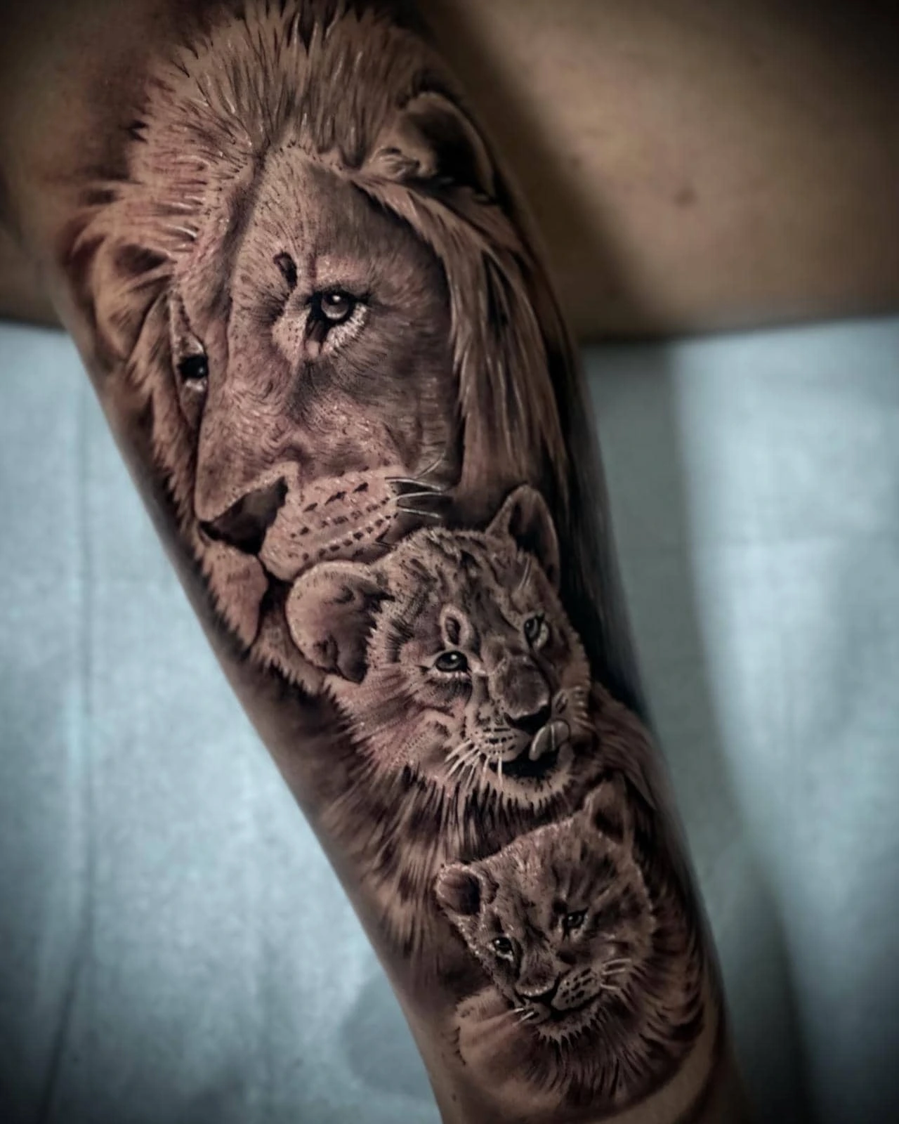 lion family — male, lioness, two cubs