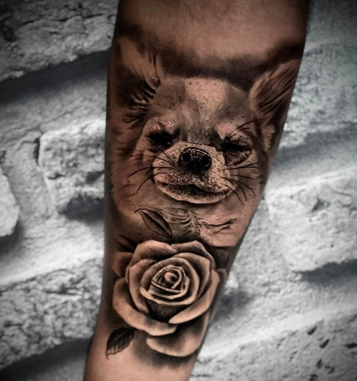 small mammal (kinkajou/raccoon) face with rose