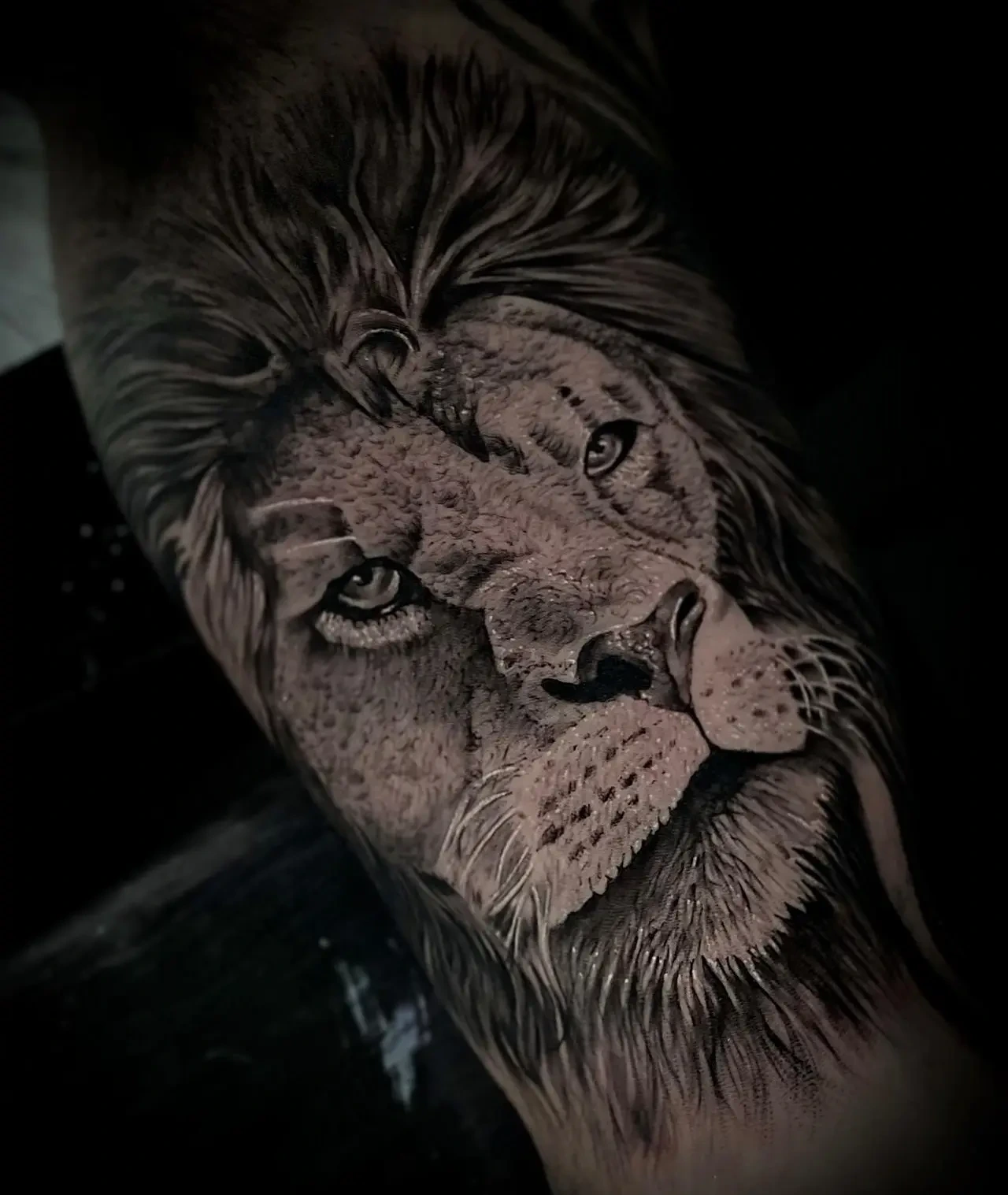 lion portrait looking up — 'The king'