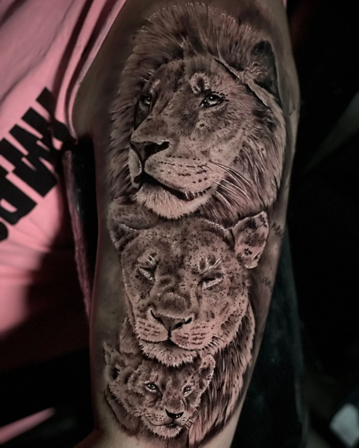 lion family — male lion, lioness, and cub