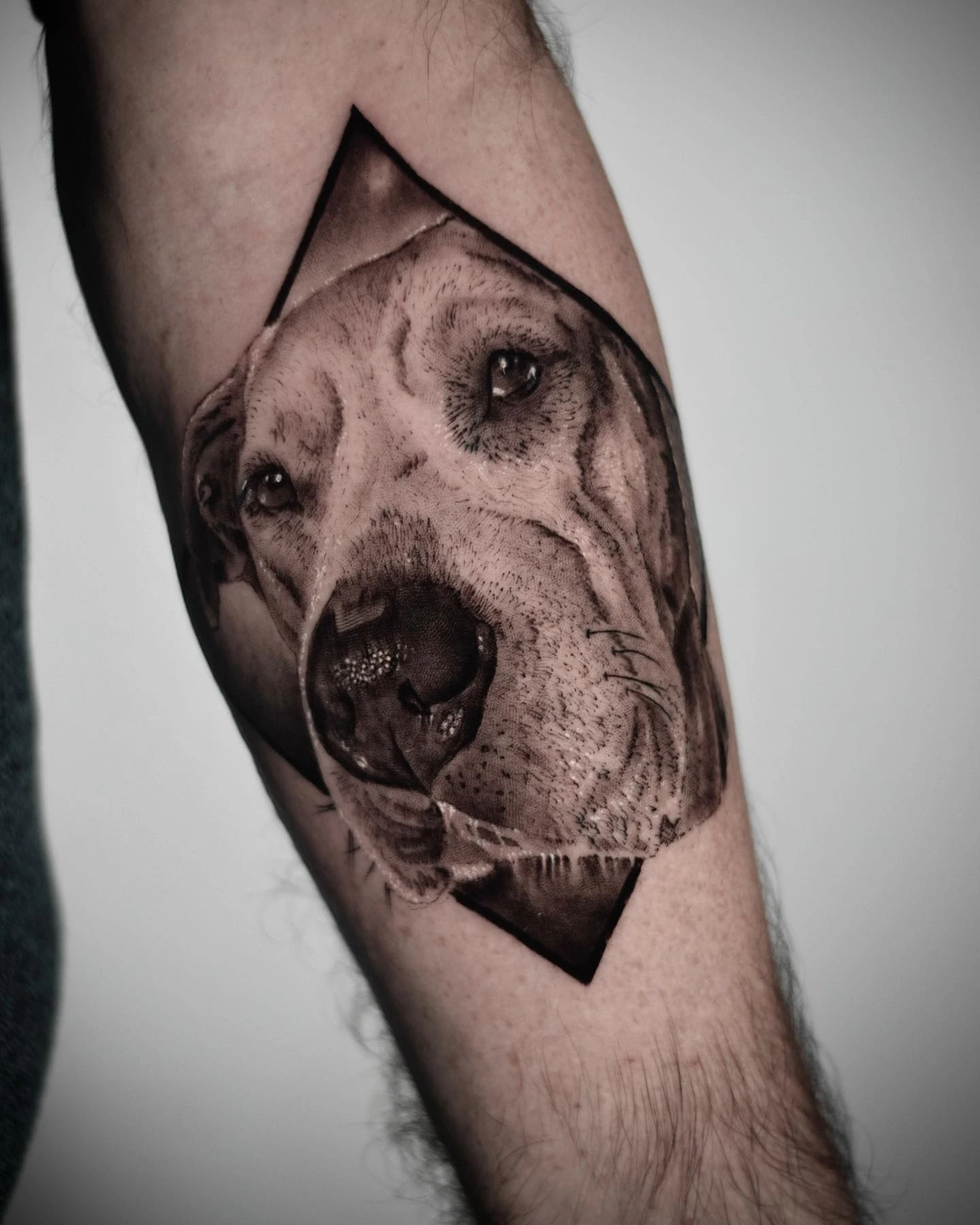 great dane / labrador dog portrait inside diamond cartouche